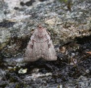 Myrfly (Coenophila subrosea)