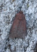 Neglected Rustic (Xestia castanea)