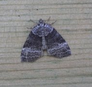 Common Lutestring (Ochropacha duplaris)
