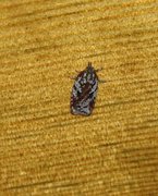 Kystflatvikler (Acleris hyemana)