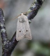 Brungrått høstfly (Agrochola lota)