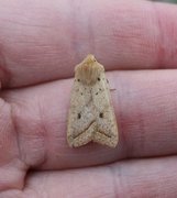 Yellow-line Quaker (Agrochola macilenta)