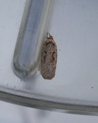 Agonopterix ocellana