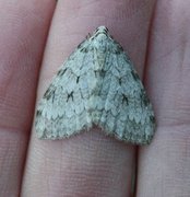 November Moth (Epirrita dilutata)