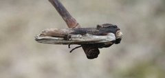 Red Sword-grass (Xylena vetusta)