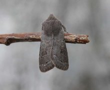 Lead-coloured Drab (Orthosia populeti)