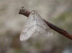 Dotted Border (Agriopis marginaria)