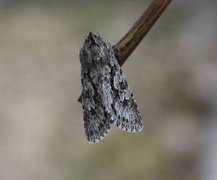 Early Grey (Xylocampa areola)