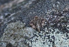 Dotted Border (Agriopis marginaria)