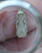 Agonopterix ocellana