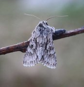 Vivendelfly (Xylocampa areola)