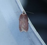 Seljeflatvikler (Acleris hastiana)