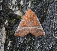 Flikfly (Scoliopteryx libatrix)