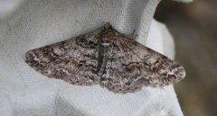 Ringed Carpet (Cleora cinctaria)