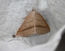 Brown Silver-line (Petrophora chlorosata)