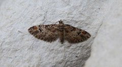 Double-striped Pug (Gymnoscelis rufifasciata)