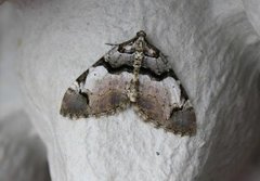 The Streamer (Anticlea derivata)