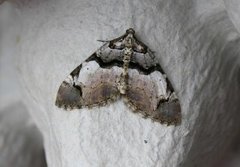 Fiolett rosemåler (Anticlea derivata)