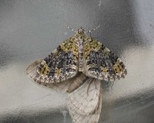 Yellow-barred Brindle (Acasis viretata)