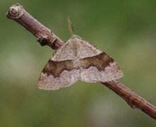 Barred Umber (Plagodis pulveraria)