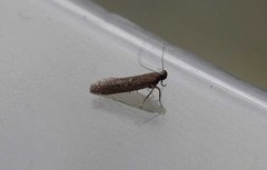 Neofaculta ericetella