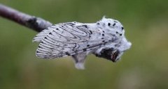 Puss Moth (Cerura vinula)