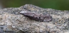 Bee Moth (Aphomia sociella)