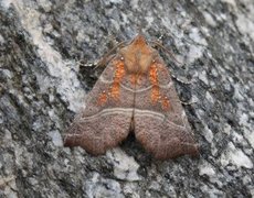 Flikfly (Scoliopteryx libatrix)