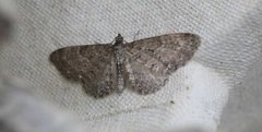 Engdvergmåler (Eupithecia satyrata)