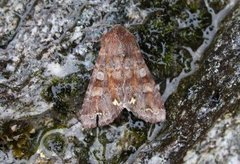 Broom Moth (Ceramica pisi)