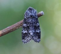 Glaucous Shears (Papestra biren)