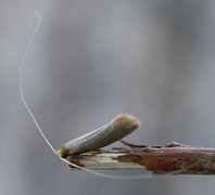 Large Long-horn (Nematopogon swammerdamella)