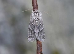 Broket kveldfly (Acronicta auricoma)