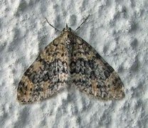 Yellow-barred Brindle (Acasis viretata)