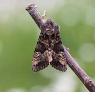 Small Angle Shades (Euplexia lucipara)