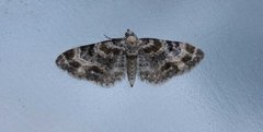 Revebjelledvergmåler (Eupithecia pulchellata)