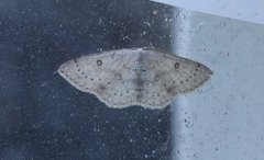 Bjørkeløvmåler (Cyclophora albipunctata)