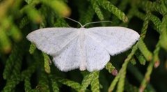 Cream Wave (Scopula floslactata)
