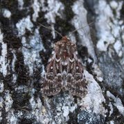 Røsslyngfly (Lycophotia porphyrea)