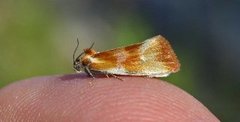 Brassy Tortrix (Eulia ministrana)