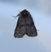 Skyggefly (Rusina ferruginea)