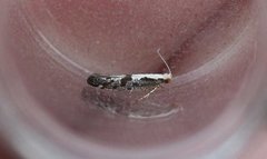 Apple Fruit Moth (Argyresthia conjugella)