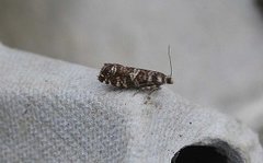 Common Spruce Bell (Epinotia tedella)