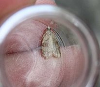 Common Tortrix (Capua vulgana)