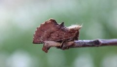 Coxcomb Prominent (Ptilodon capucina)