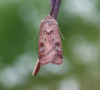 Small Square-spot (Diarsia rubi)