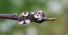 Flekkhalvspinner (Thyatira batis)