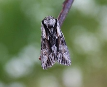 The Saxon (Hyppa rectilinea)