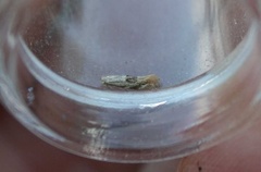 Birch Bent-wing (Bucculatrix demaryella)
