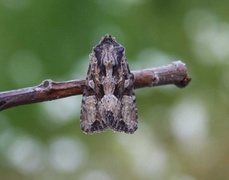 Slåttengfly (Apamea remissa)